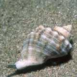Rapana venosa